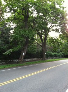 catalpa trees wellesley ma