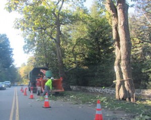 Wellesley Catalpa trees getting cut down october 2012