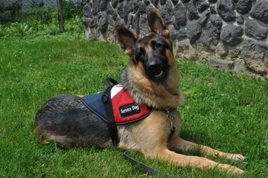 Gabriel, service dog