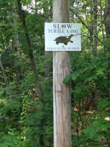 Brookside Road turtle crossing sign, june 2013