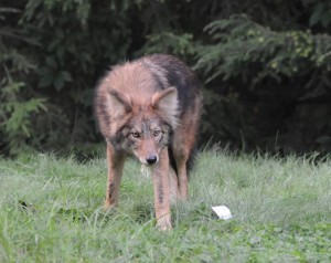 Photo by Wellesley Police of coyote among us