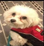 poppy