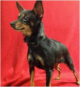 chihuahua dog wellesley