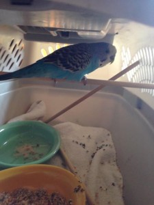 parakeet found in Wellesley