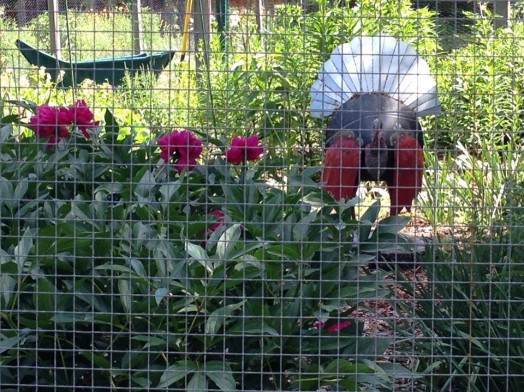 Weston Road community garden, 2014