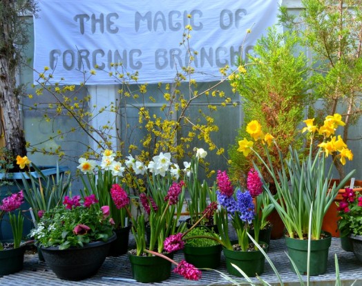Forced blooms, Margaret C. Ferguson Greenhouses at Wellesley College.