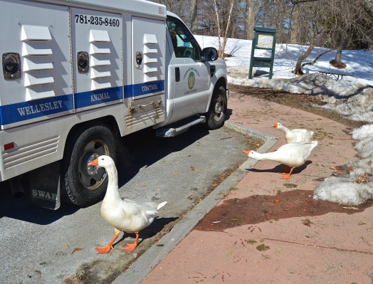 The town geese are seriously ticked off at Animal Control Officer Sue Webb's truck.