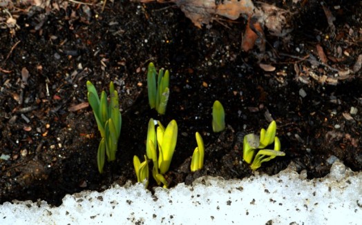 Wellesley daffodils