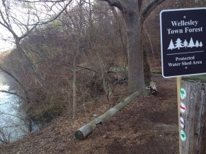 wellesley town forest april 2015