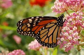 Wellesley Monarch butterfly, milkweed, and plant