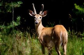 Deer, 2015