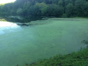 longfellow pond green sept 2015