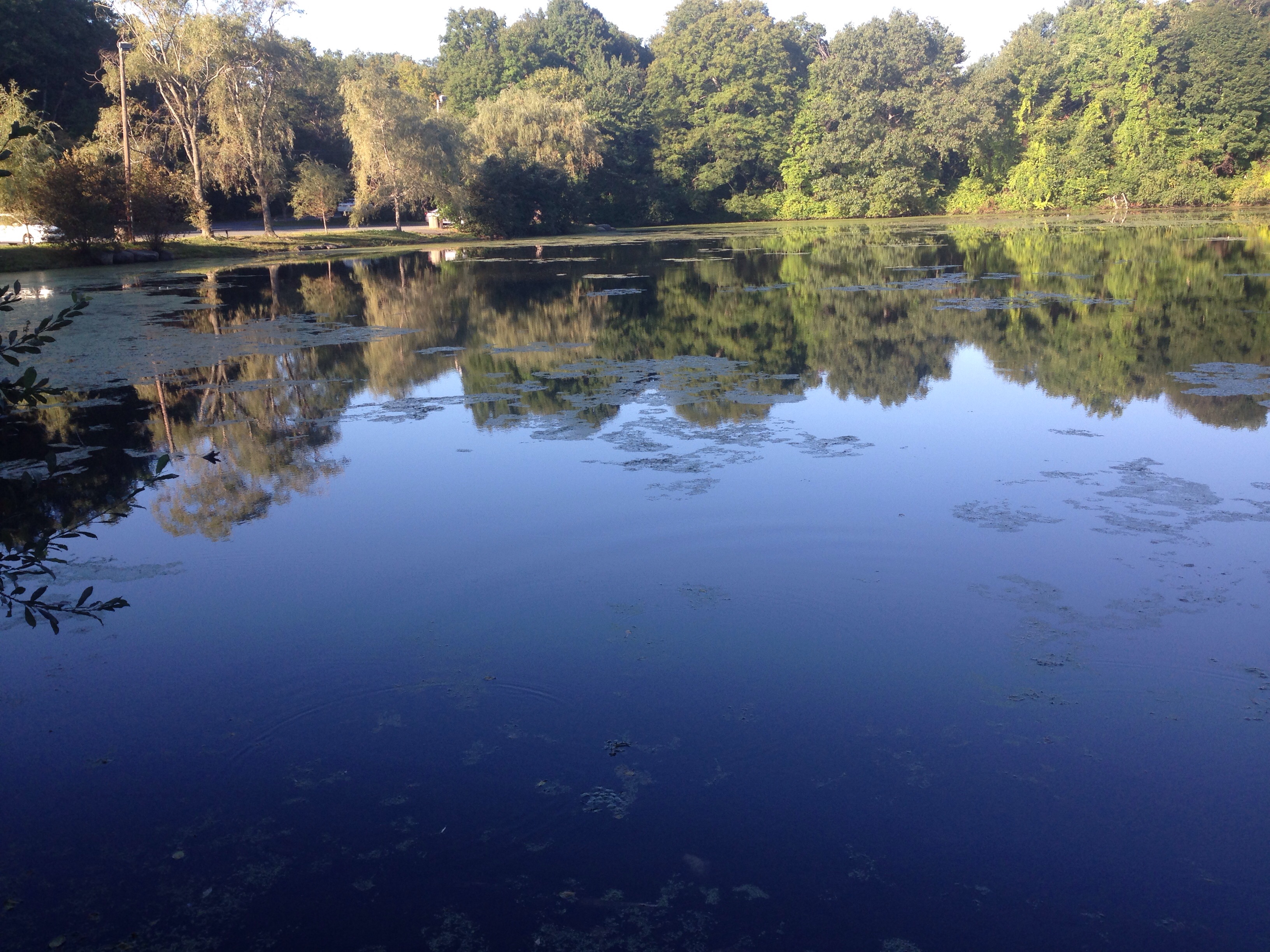 longfellow pond wellesley