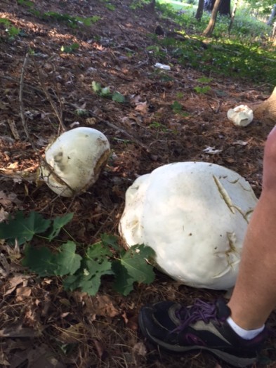 giant fungi wellesley
