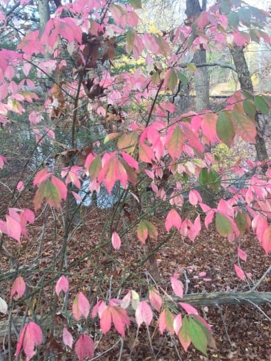 Wellesley Trails Grand Tour Nov. 7, 2015