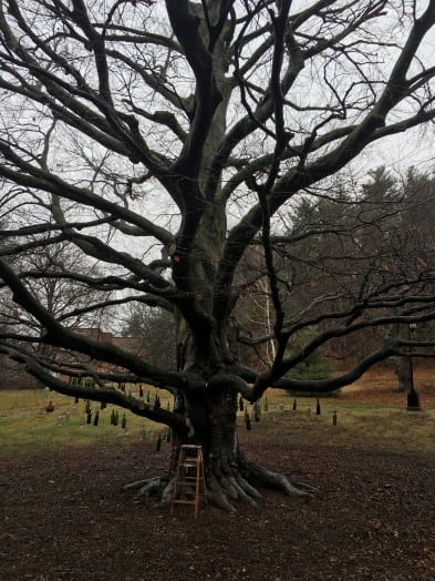 wellesley bottle tree