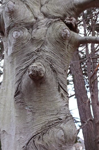 wellesley college face tree