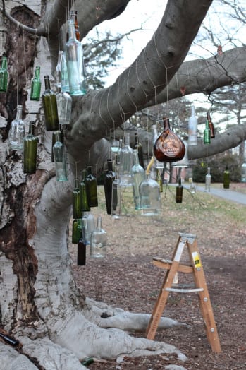bottle tree wellesley