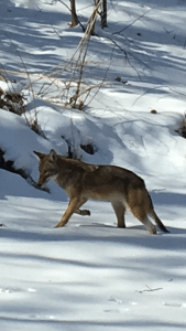 wellesley coyote yarmouth rd wellesley