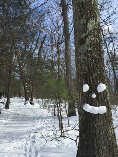 centennial tree art wellesley