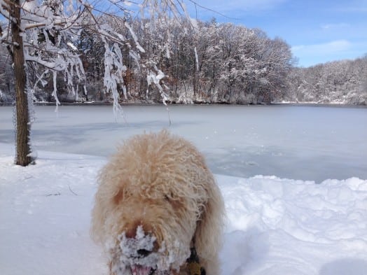 Longfellow Pond, Wellesley Feb 2016