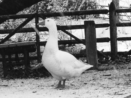 Goose, Town Hall