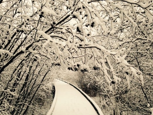 Boardwalk, Lake Waban
