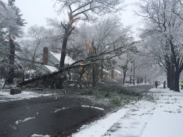 Wellesley police tweeted out this picture of a fallen tree on Mayo Rd.