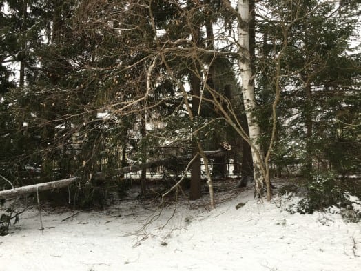 wellesley track tree down