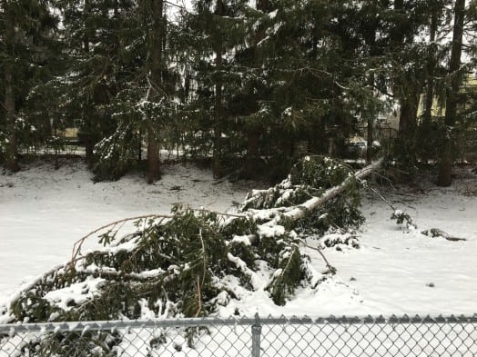wellesley track tree down