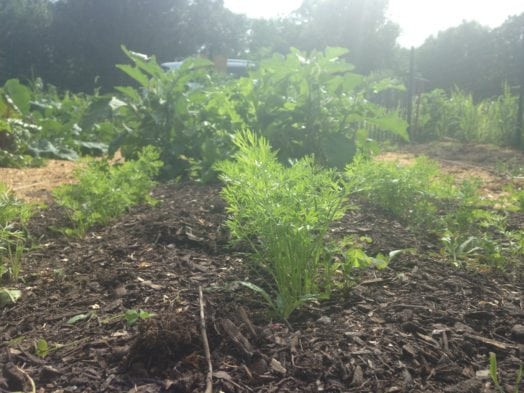 Weston Road community garden plot