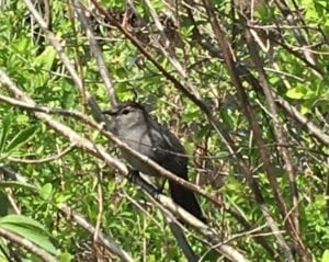 IMG_0726