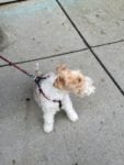 Reckless the dog