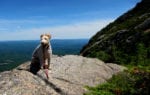 Reckless the dog