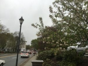 wellesley square spring 2016