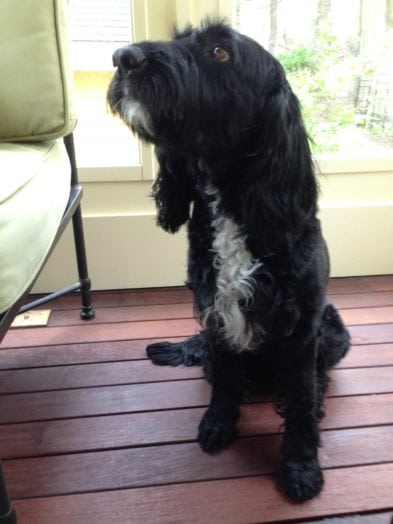 Mara the Dog