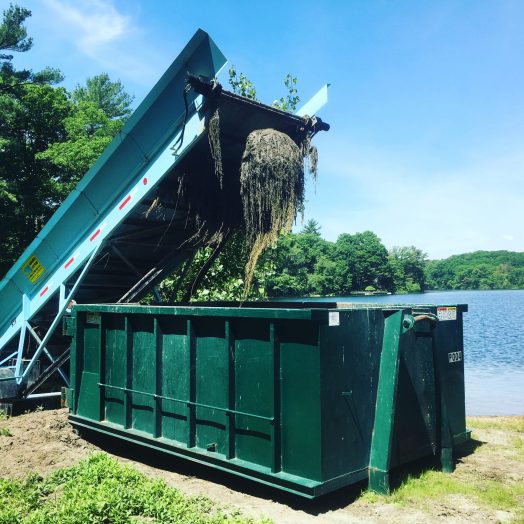 Morses Pond monster
