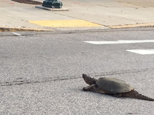 Snapping turtle lower falls Wellesley