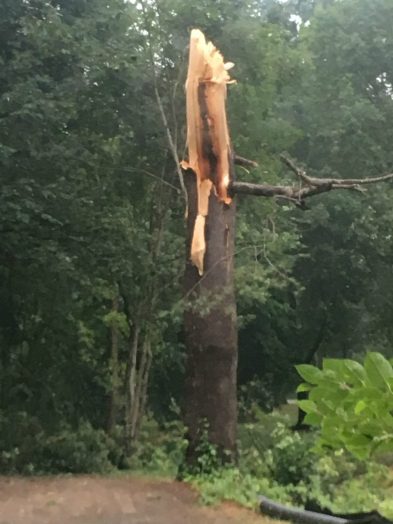 tree damaged by summer storm along Brook Path at Cottage Street