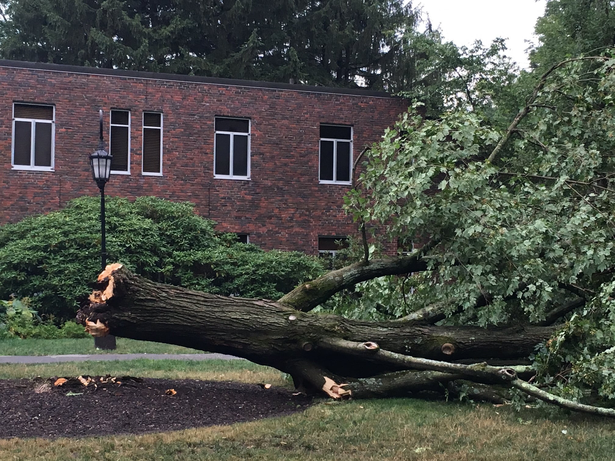 Wellesley College Club, downed tree