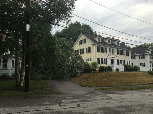 This tree fortunately spared the house, cars and wires on Ingraham Roa