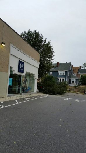 Gap tree Wellesley