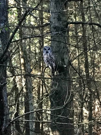Owl at Morses Pond