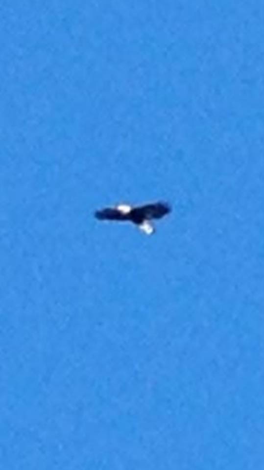 Wellesley eagle, enlarged