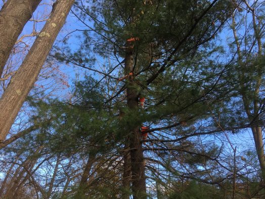 wellesley pine cones