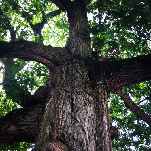Wellesley Station Oak