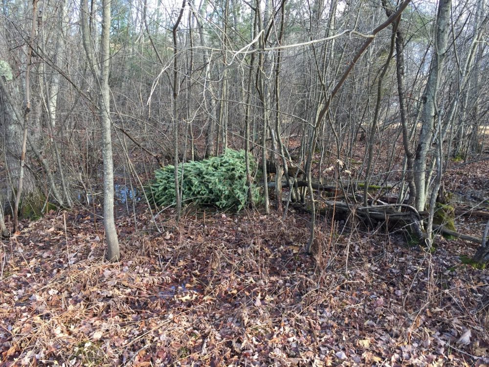 Options in Wellesley for parting with your Christmas tree The