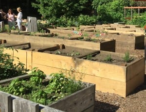 Sprague School garden