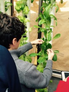 wms lettuce