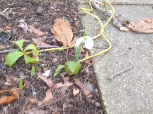 flower pre-spring